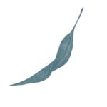 akvarelový lístek, eukalypt list, eukalyptový lístek, akvarelový motiv, příroda, listí, patterndesign, bezešvý vzor